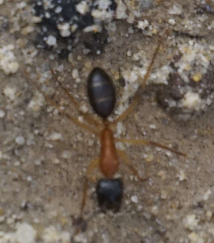 Camponotus nigriceps