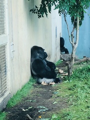Gorilla