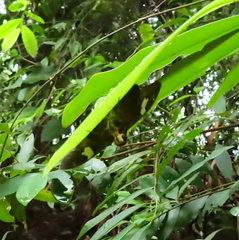 Celaenorrhinus asmara