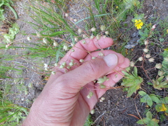 Micranthes bryophora