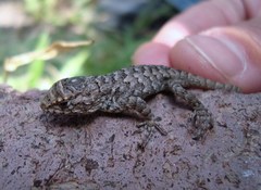 Sceloporus spinosus