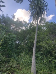 Beaucarnea recurvata