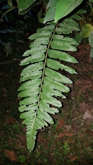 Phanerophlebia