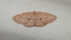 Poecilasthena anthodes