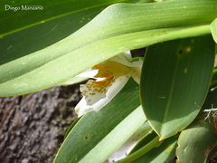 Rhynchostele candidula
