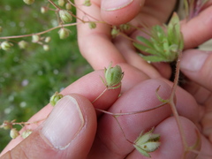 Micranthes bryophora