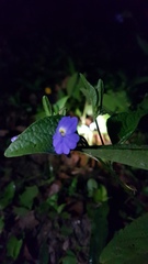 Browallia americana