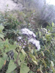 Aristeguietia lamiifolia