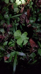 Hydrocotyle ranunculoides