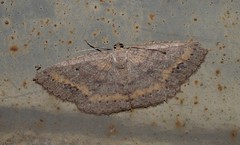 Casbia melanops