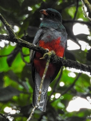 Trogon clathratus