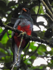 Trogon clathratus