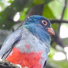 Trogon clathratus