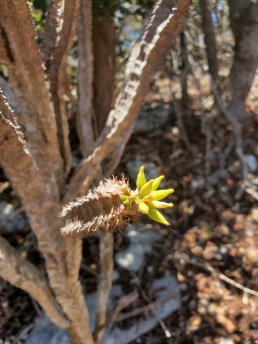 Euphorbia aureoviridiflora