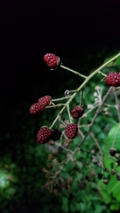 Rubus urticifolius