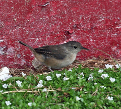 Troglodytes aedon