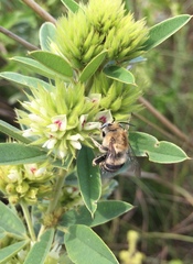Anthophora walshii