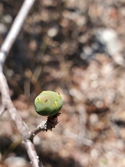 Operculicarya borealis