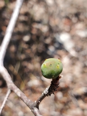 Operculicarya borealis