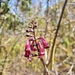 Capitanopsis magentea - Photo (c) feno,  זכויות יוצרים חלקיות (CC BY-NC), הועלה על ידי feno