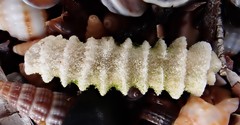 Densipora corrugata