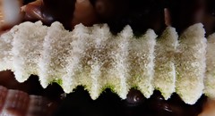 Densipora corrugata