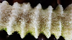 Densipora corrugata