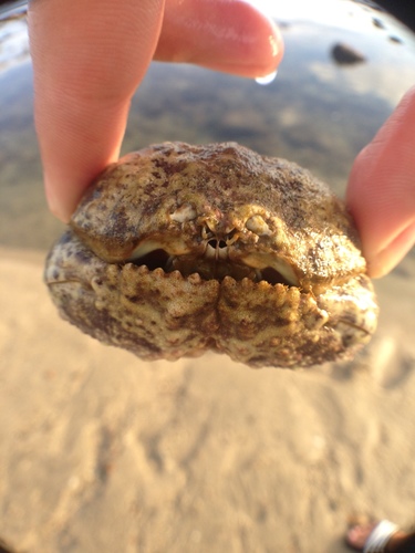 Calappa convexa