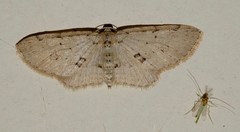 Poecilasthena scoliota