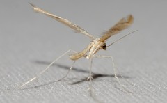 Platyptilia celidotus