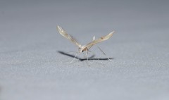 Platyptilia celidotus