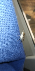 Palomena prasina