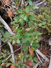 Cotoneaster uniflorus