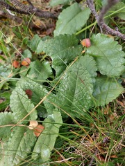 Dracocephalum grandiflorum