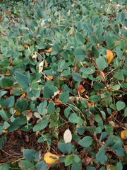 Cotoneaster uniflorus