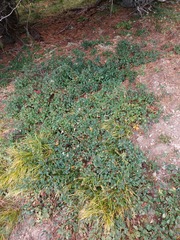 Cotoneaster uniflorus