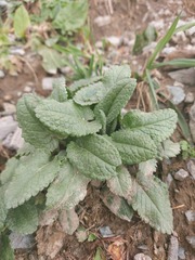 Dracocephalum grandiflorum