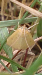 Achyra nudalis