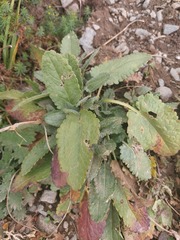 Dracocephalum grandiflorum