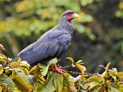 Red-Throated Caracara photo 4