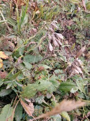 Dracocephalum grandiflorum