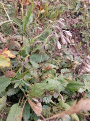 Dracocephalum grandiflorum