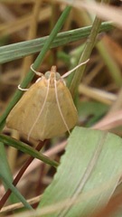Achyra nudalis