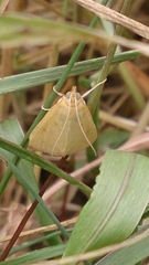 Achyra nudalis