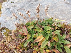 Dracocephalum grandiflorum