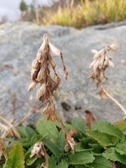 Dracocephalum grandiflorum