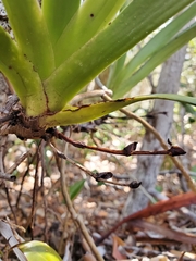 Angraecum praestans image