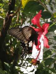 Papilio polytes