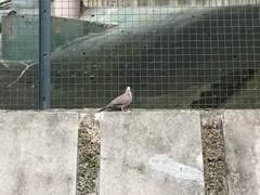 Streptopelia chinensis