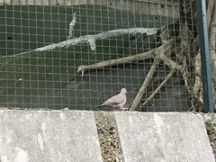 Streptopelia chinensis